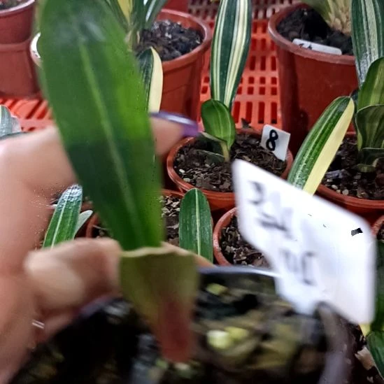 麦***号君子兰一物一拍谢谢