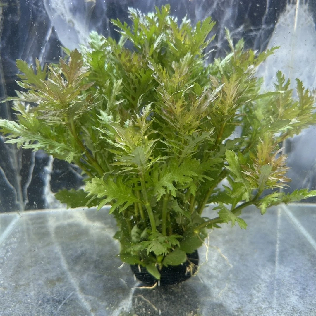 【水罗兰】分叉叶净水专用水草无需二氧装阴性水草鱼缸浴池造景