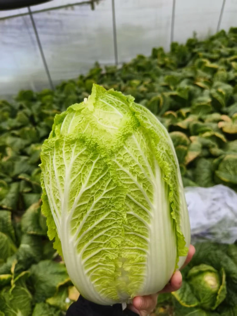 【何书记推荐】龙泉村白菜口感鲜嫩脆甜