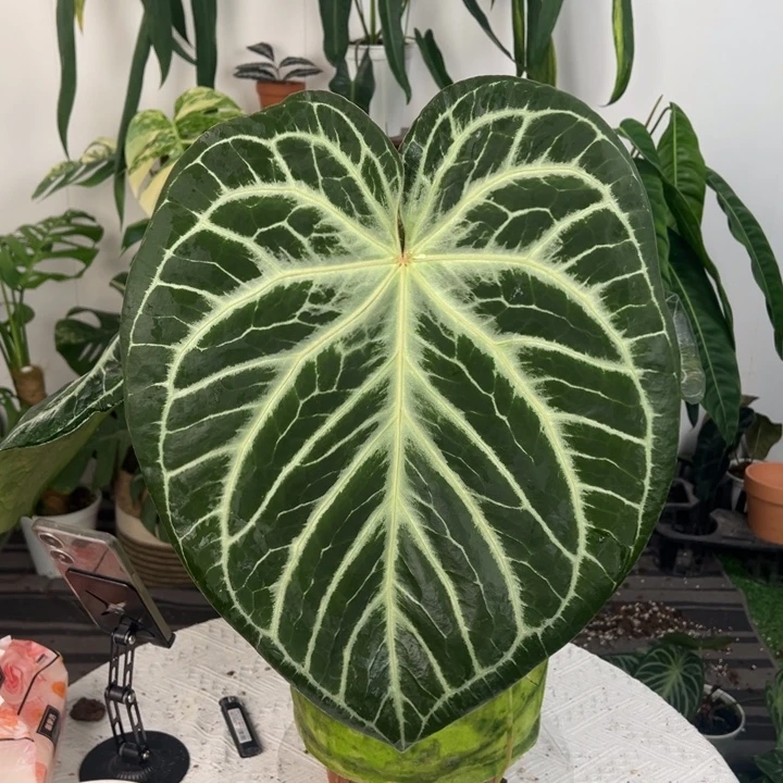 不开花植物母本红水晶铜锣烧XKos