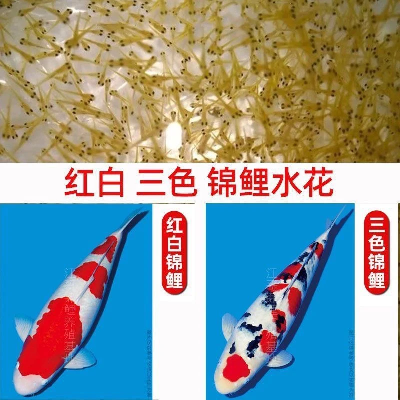 血统锦鲤水花幼苗大正三色昭和白写绯写水花鱼苗好养缸养池养