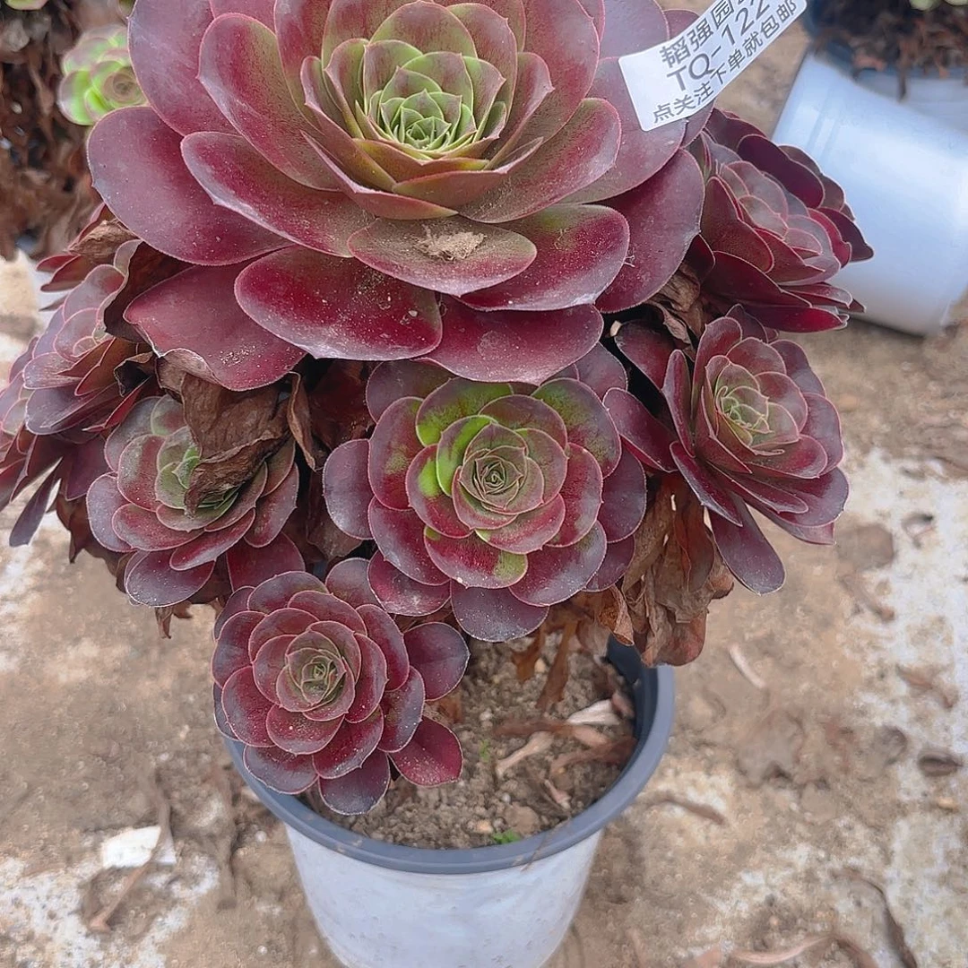 魅金玫瑰多肉植物122