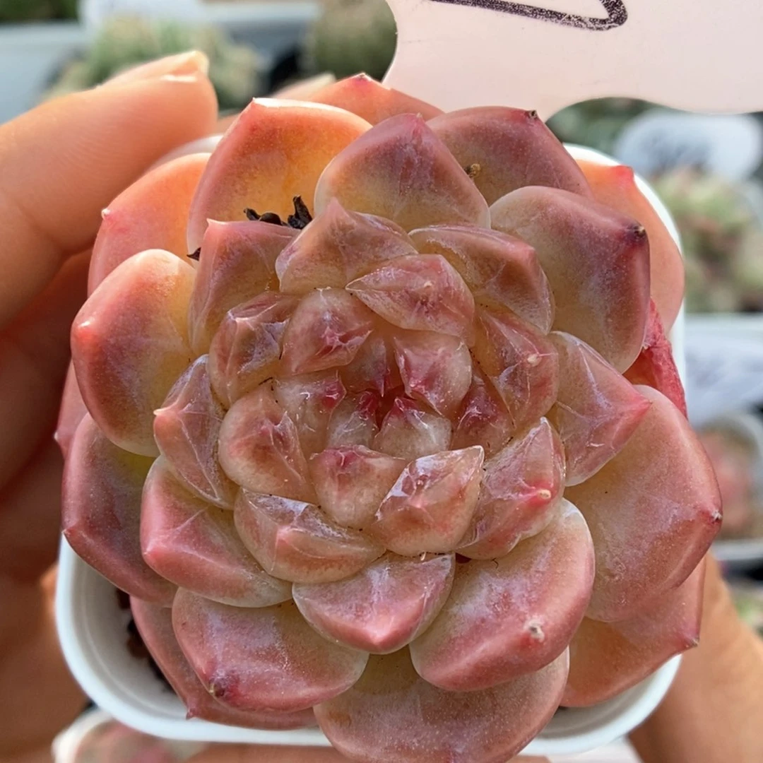 糖心冰魄可拍413号。