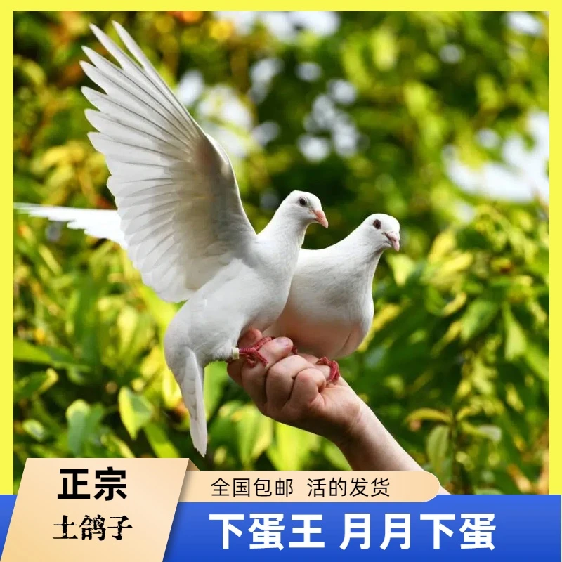 鸽子一对出售白羽王米玛斯乳鸽肉鸽幼鸽中国红鸽子种鸽鸽子活鸽