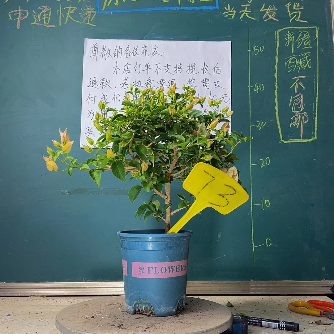 当前无花栽培后可以开花魔法樱花73