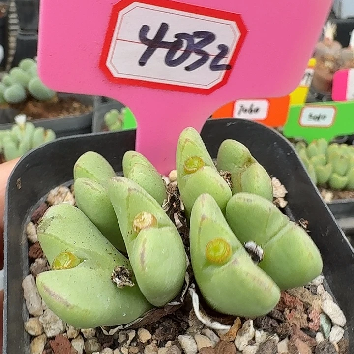密密麻麻密密麻麻4032