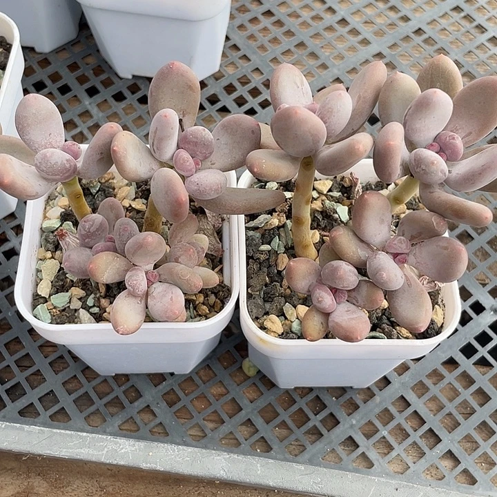 两盆加菲猫多肉植物