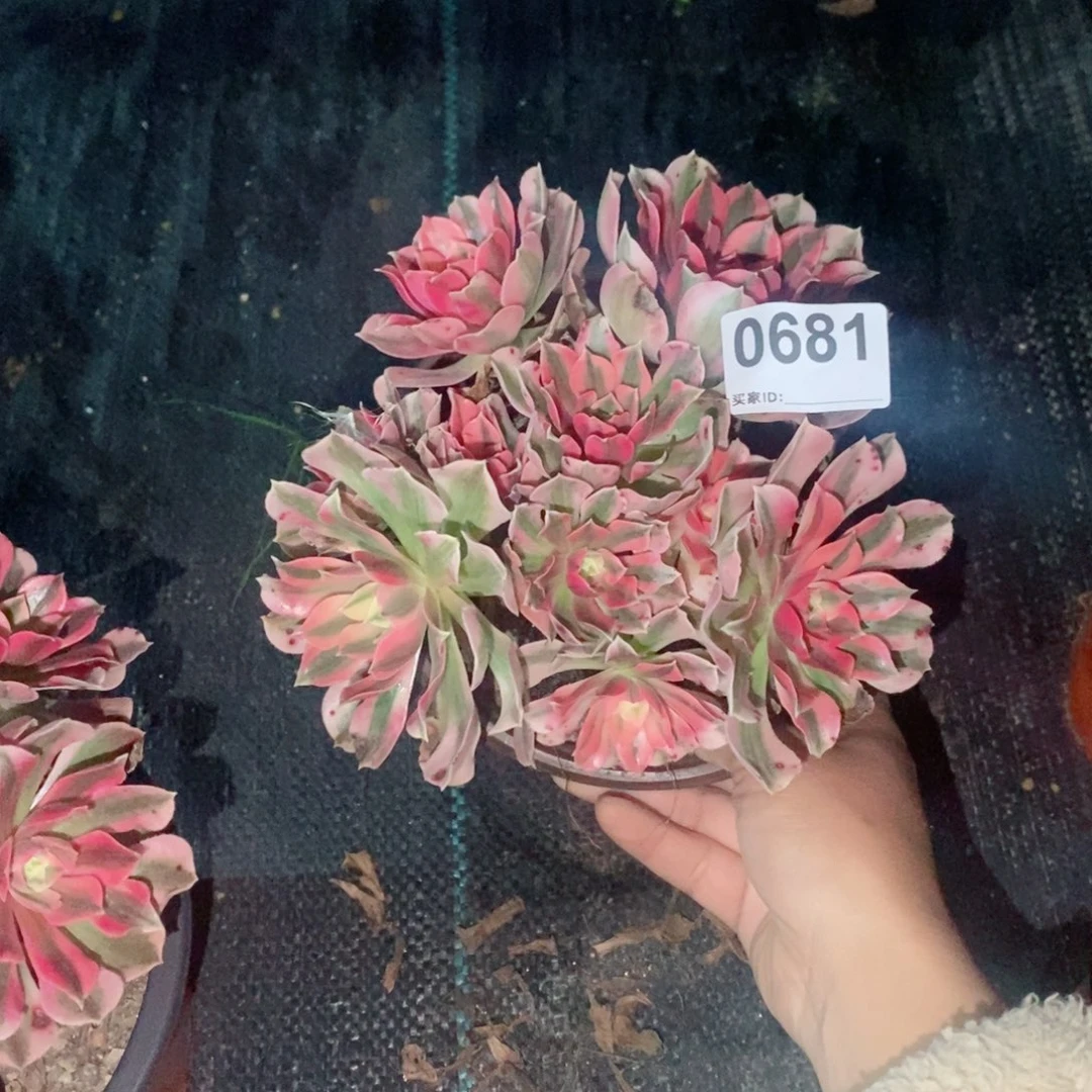 枯*蝶粉女巫681多肉1111