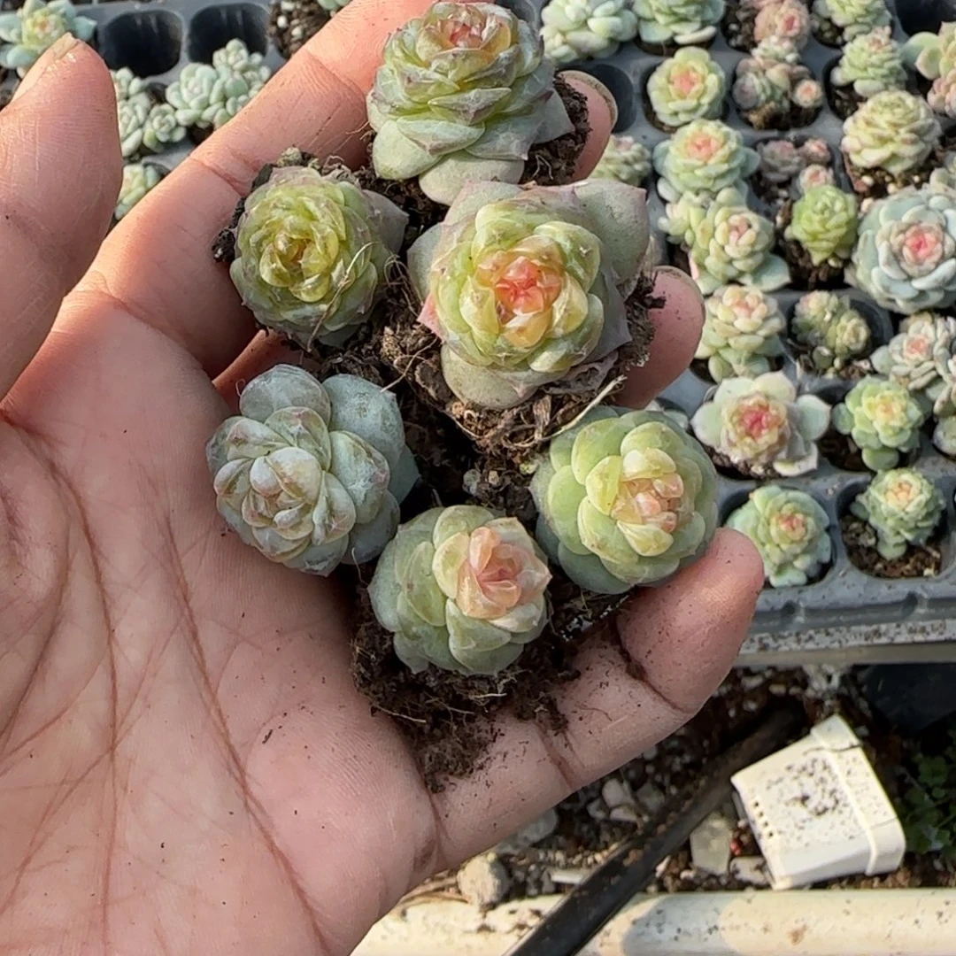 睡***。多肉小卡拉米糖心一物一拍