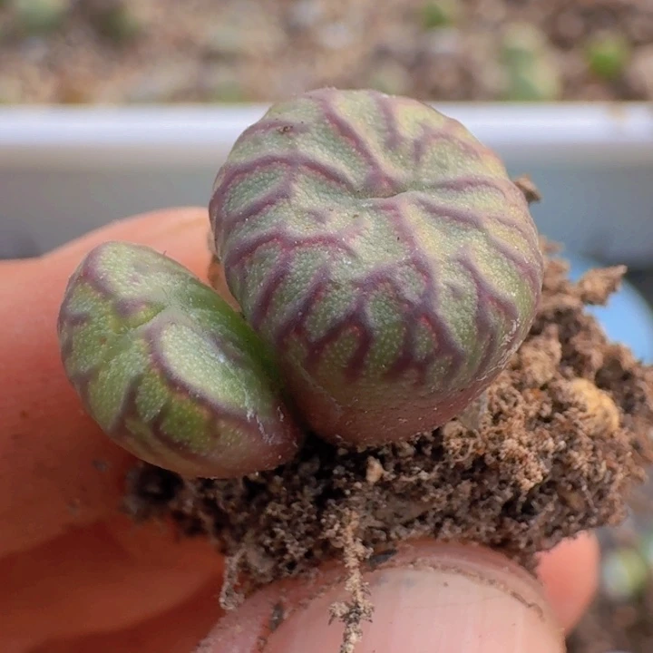 16 送奶杂凸起纹。