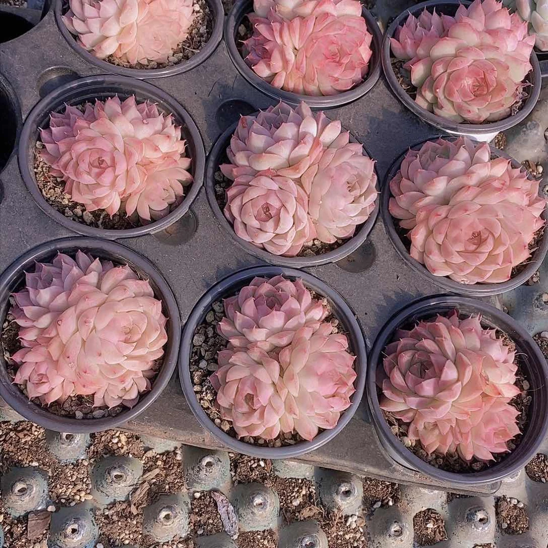 0110-桃薰女王三头母本一颗 量拍