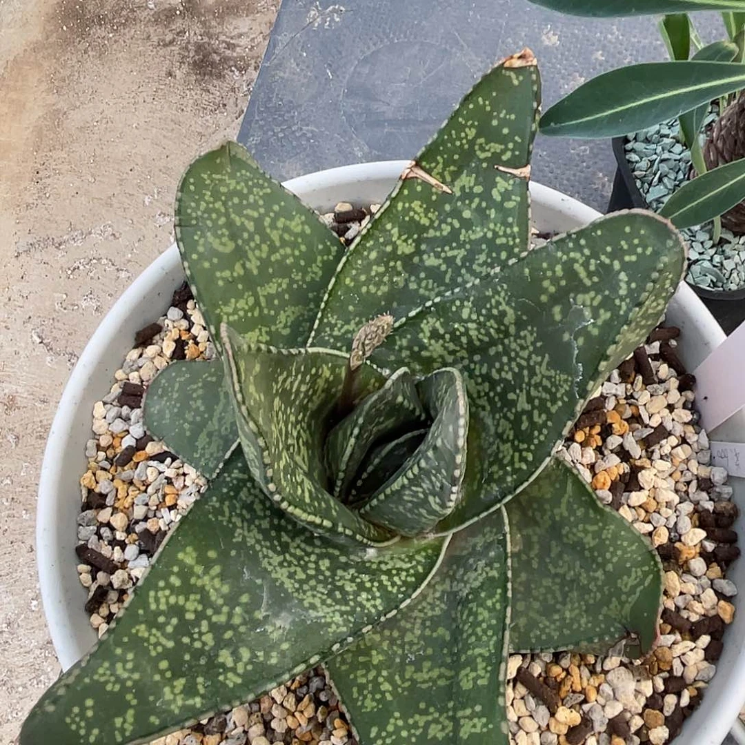 033脱土发货111111111