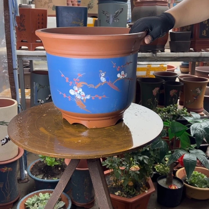 30蓝色点彩金钟花盆花盆花盆