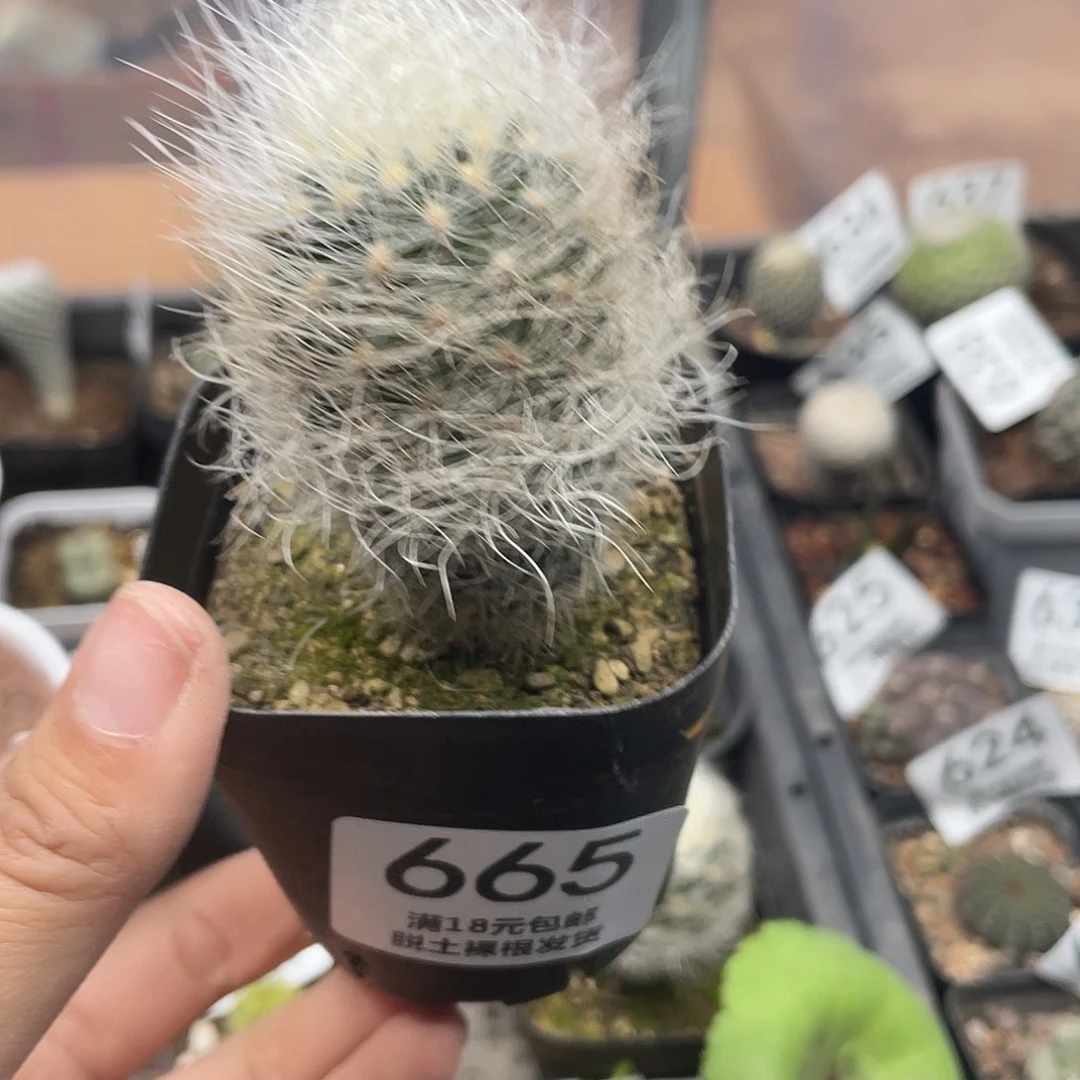 665混仑玉仙人球植物