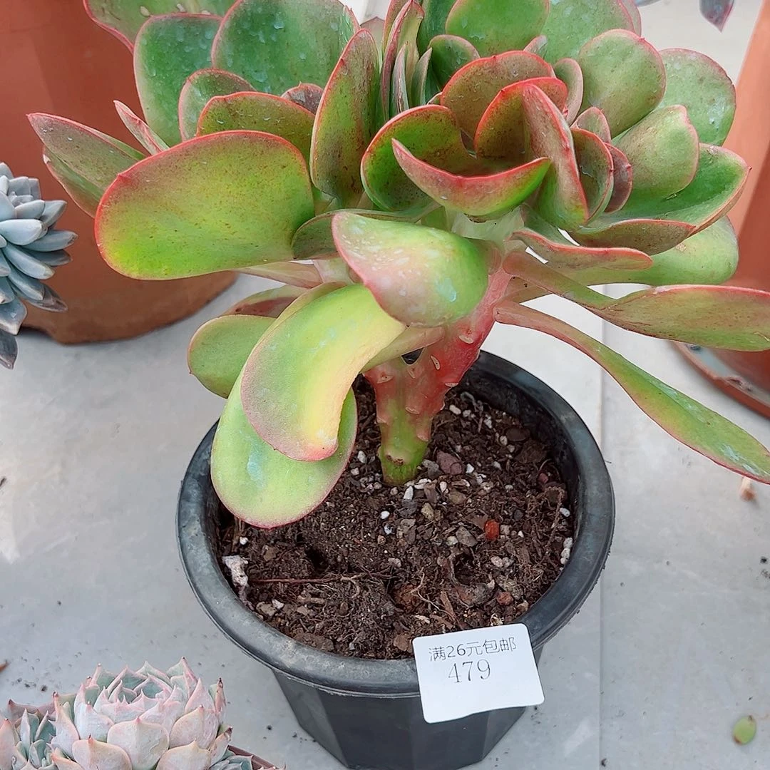 汪***溯479大唐玫瑰多肉植物多肉