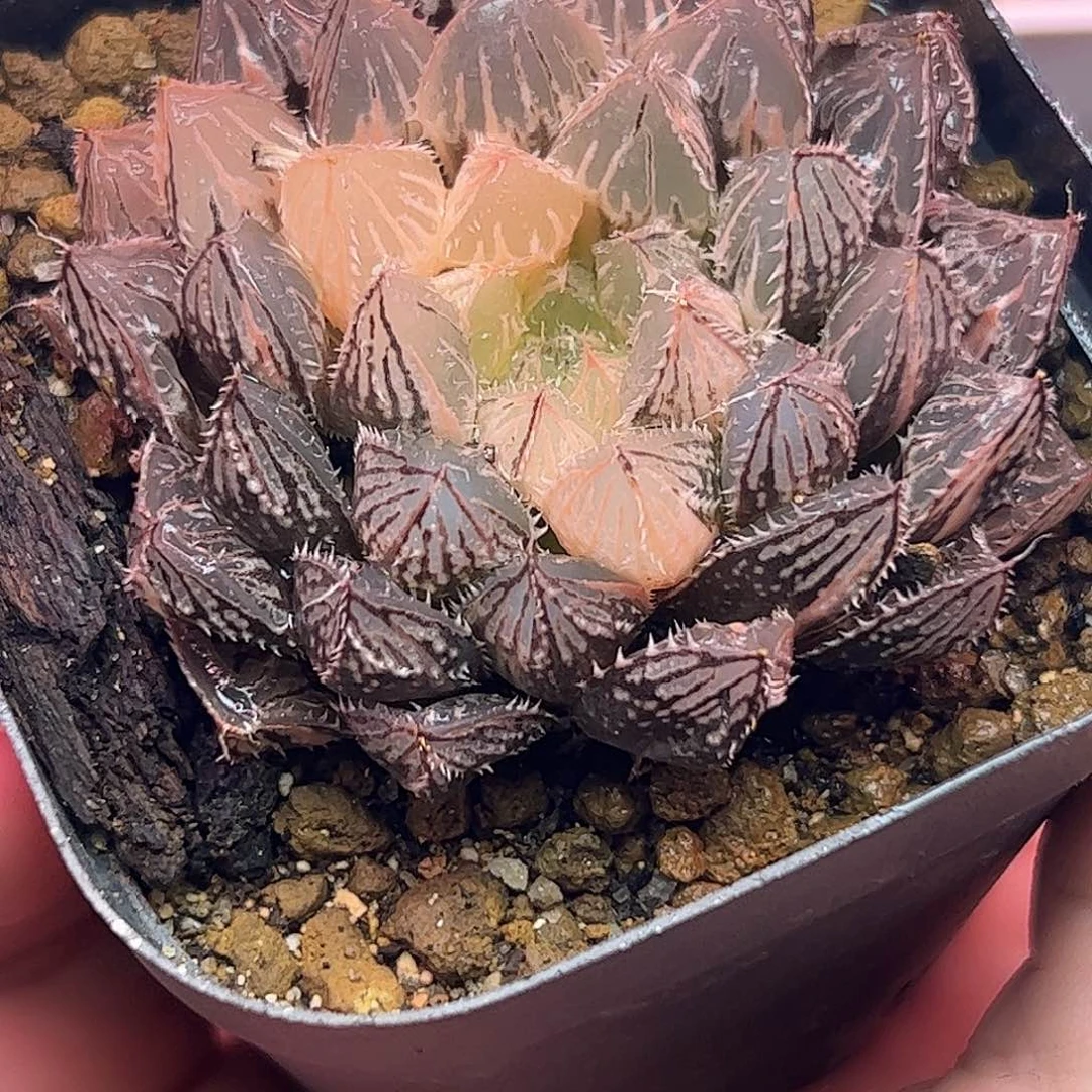 楼兰母本锦十二卷多肉