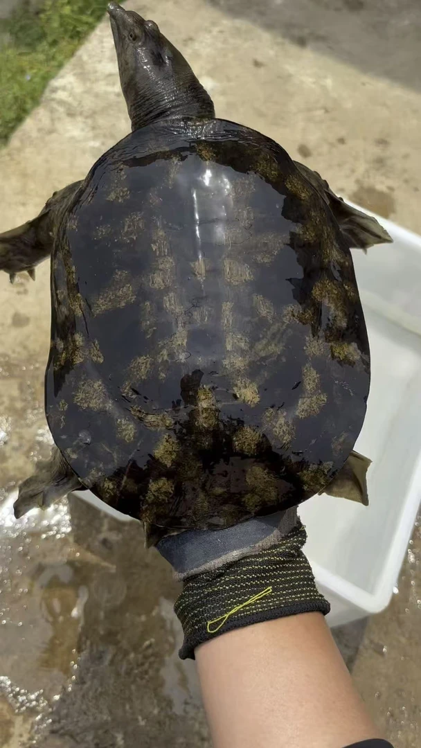 [直播间改价链接】生态外塘中华甲鱼精品黑花甲鱼包邮包活死甲包赔