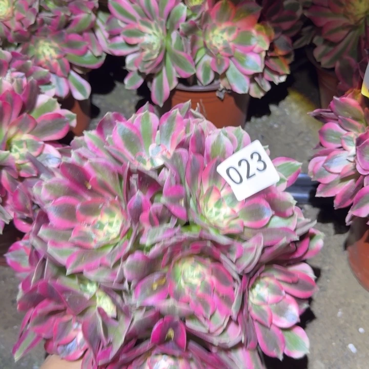 粉女郎法师023号法师多肉