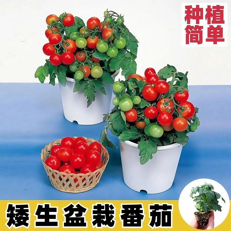 西红柿苗精品番茄苗四季可种植盆栽千禧圣女果苗菜园阳台庭院高产