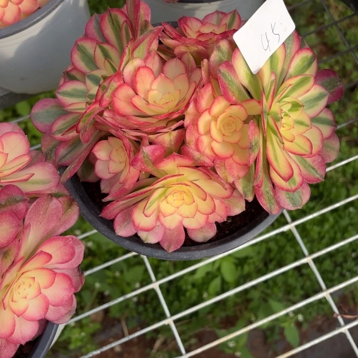 云南荔枝好看45号