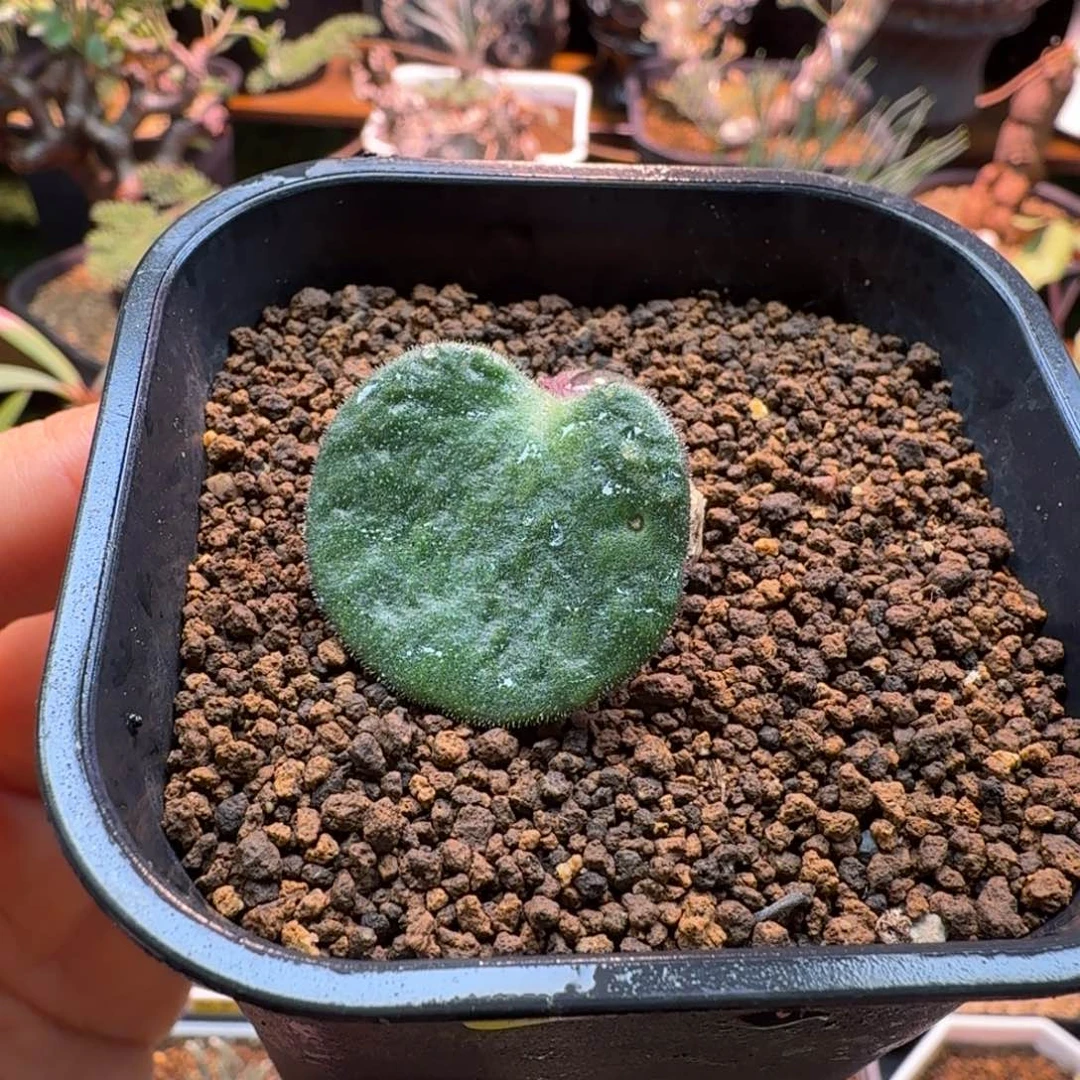 猪耳朵奇峰锦731 仙人掌