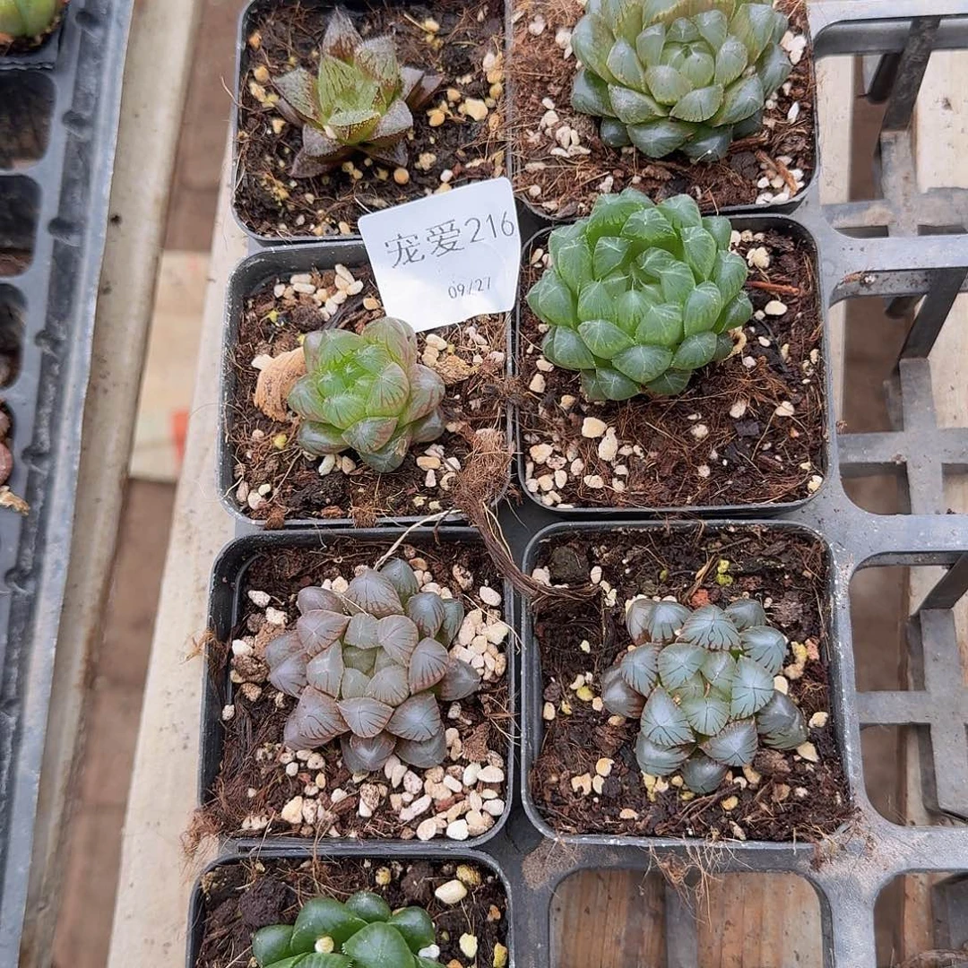 直播福利一物一拍216