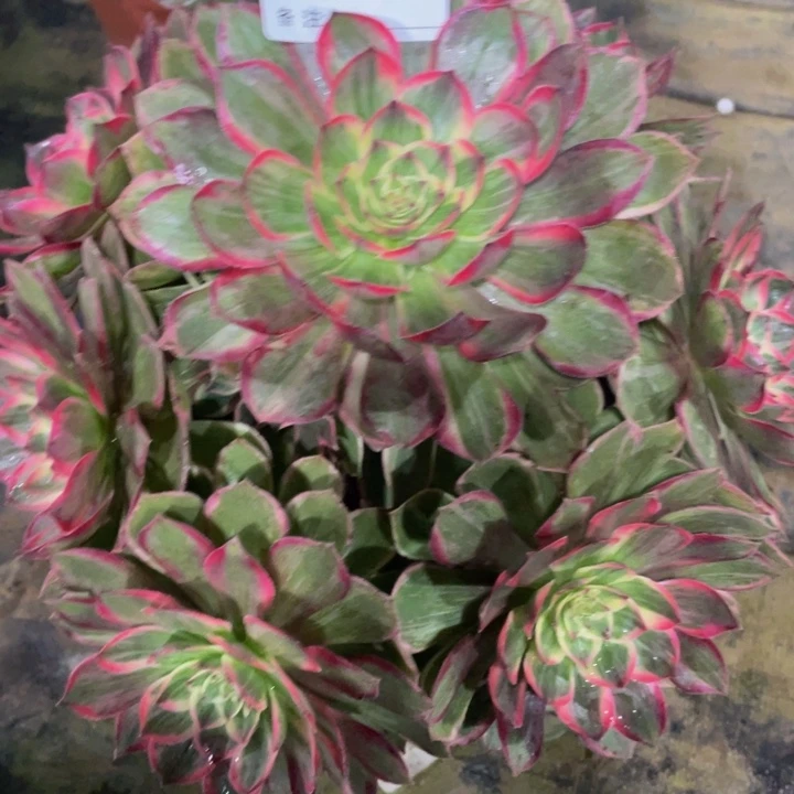 060莲花座11111多肉