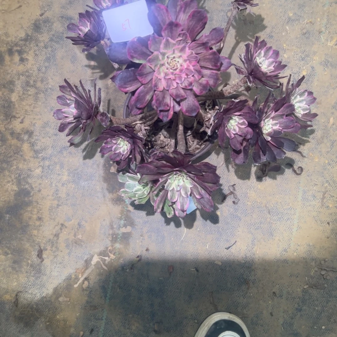 梦****)水墨画多肉一物一拍57