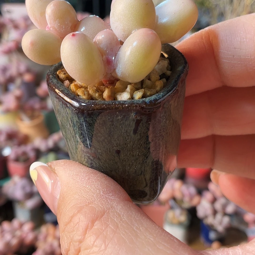 酒**子多肉植物的生长发育与