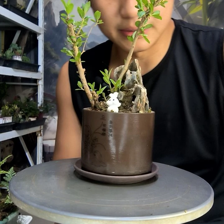 ?***?中青园艺一物一拍152