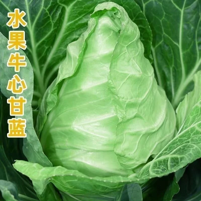 特大牛心甘蓝包菜莲花白卷心菜耐寒春秋四季蔬菜
