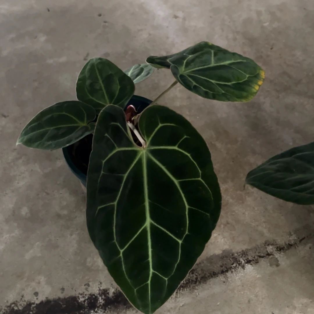 无花朵水晶杂（福利无售后