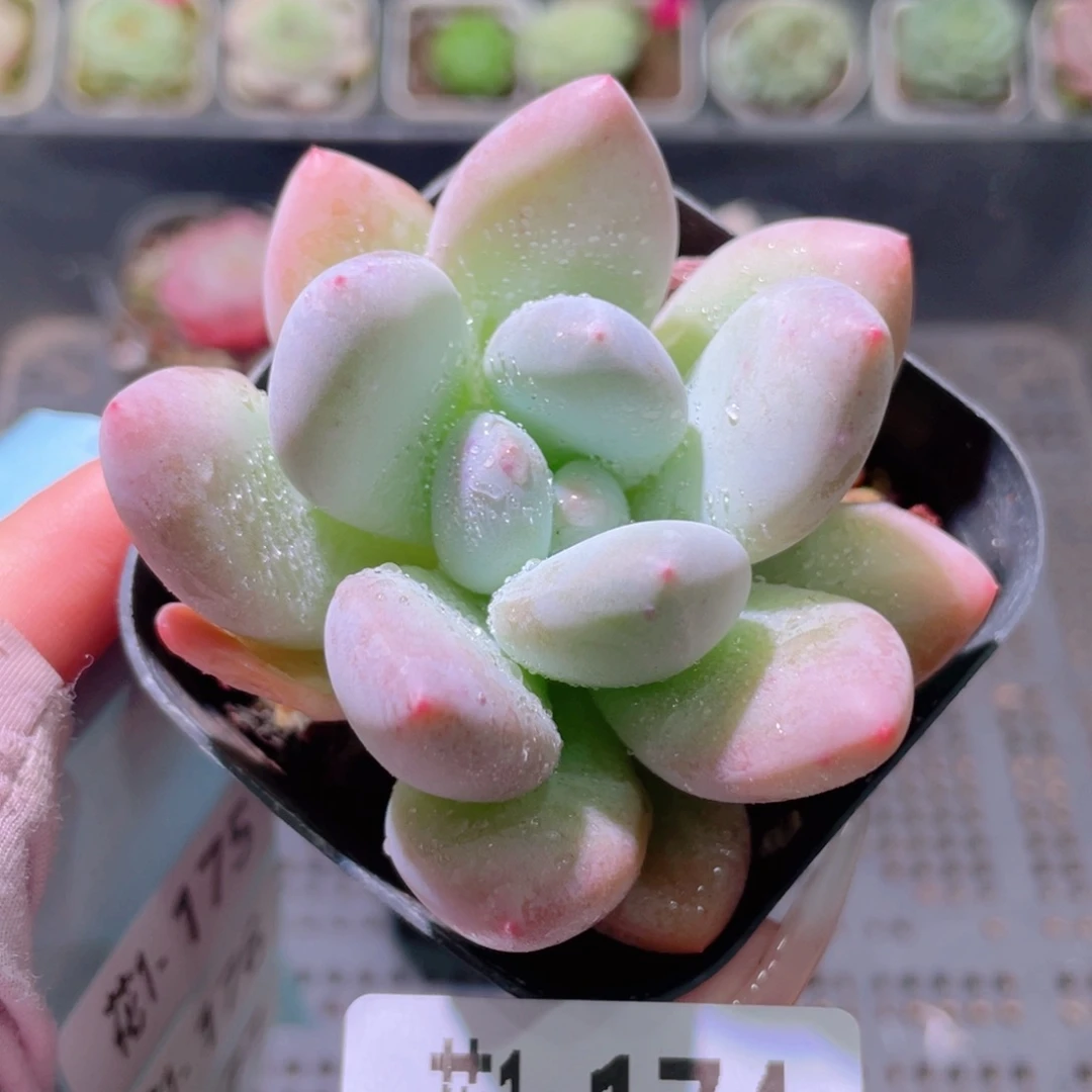 花利美1-174香水单头