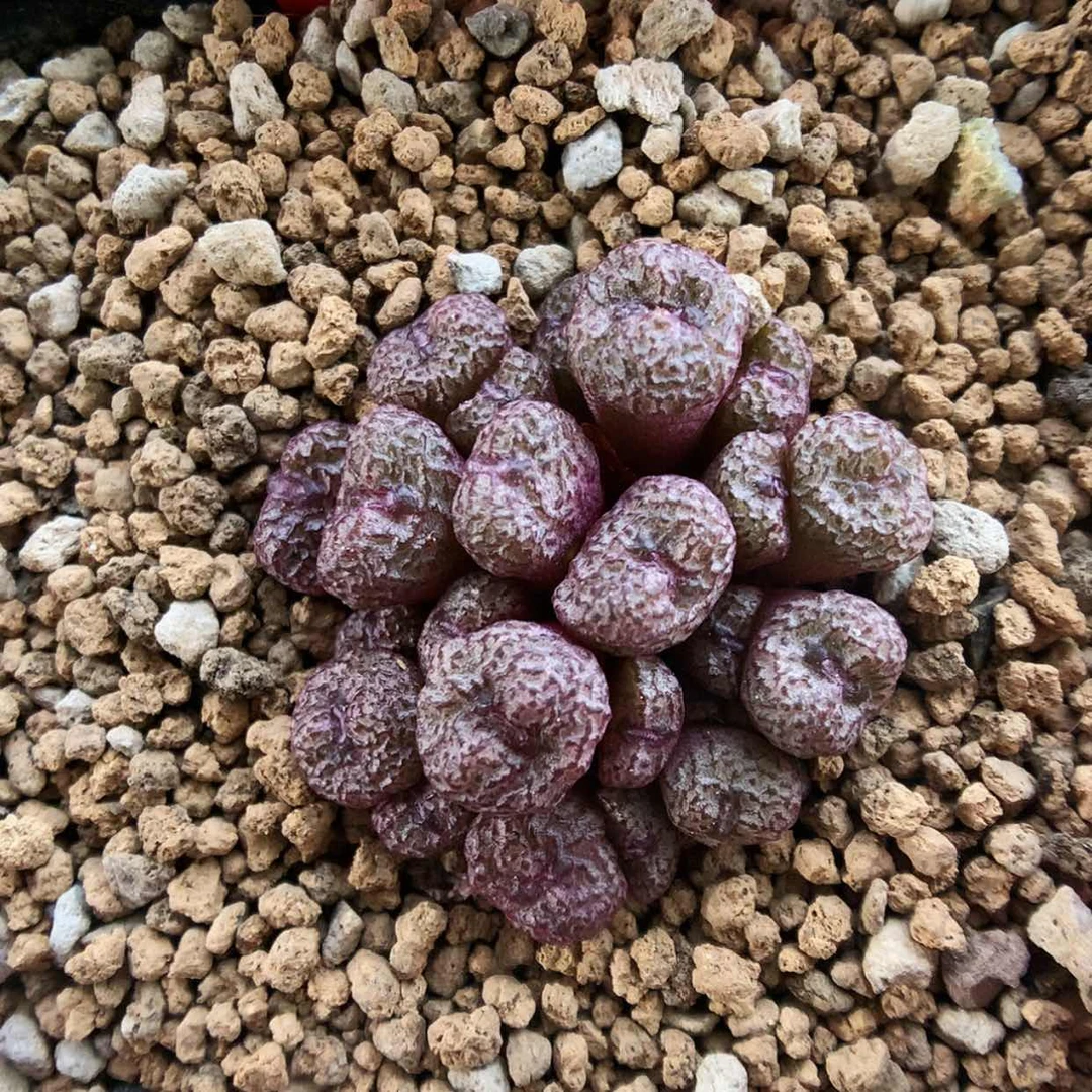 【闪购商品】7-19-13 小s一群