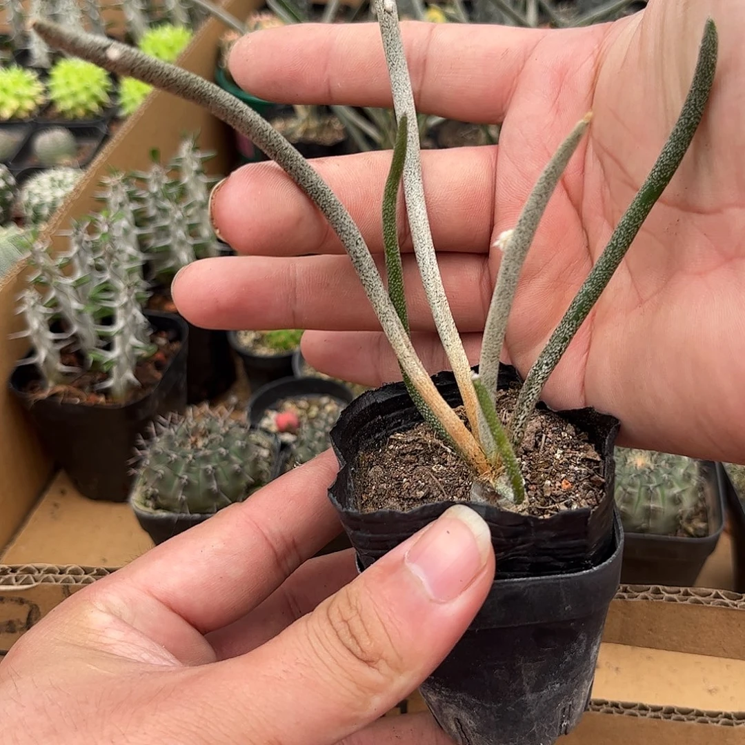 美杜莎实生发货有根发货