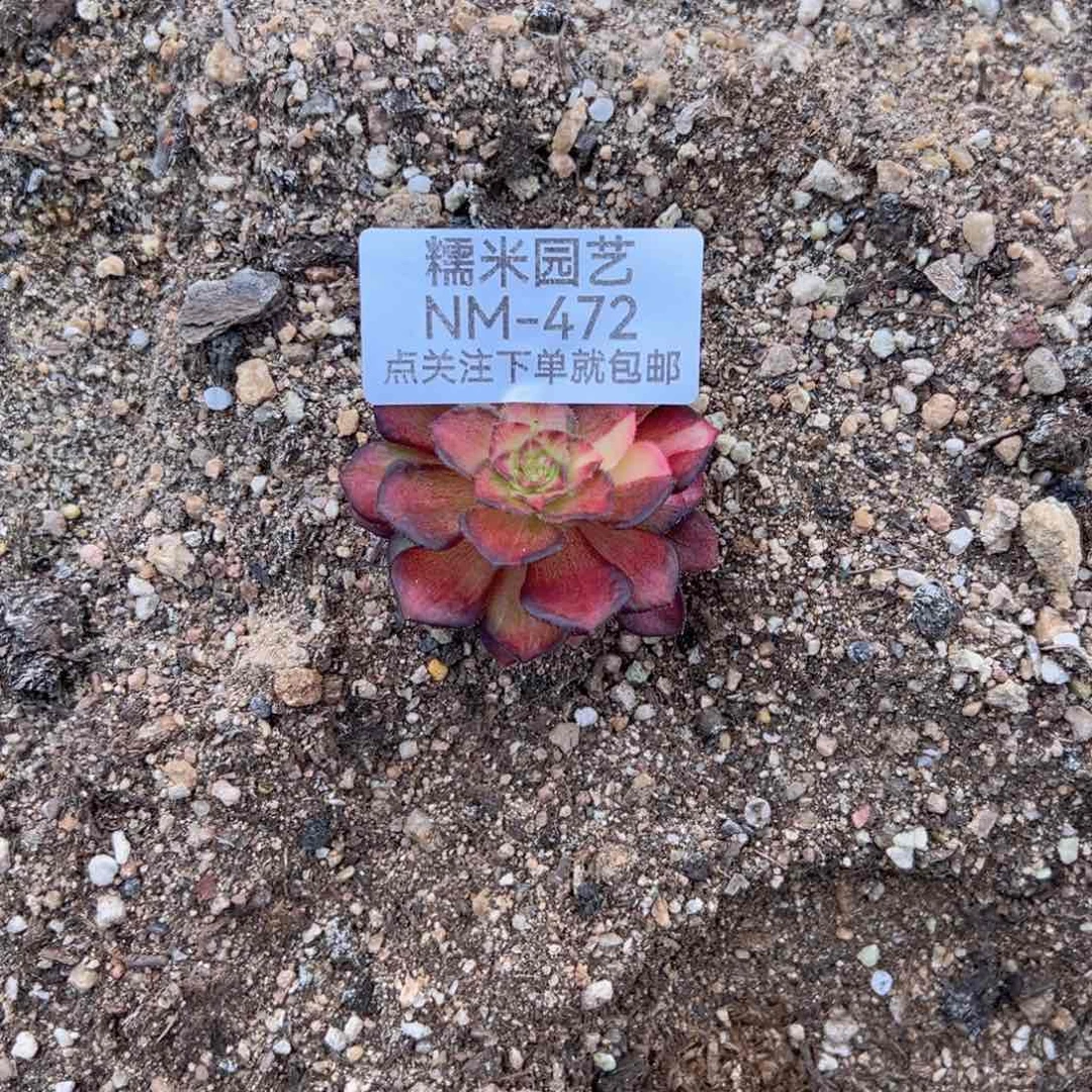 海王七彩多肉植物472