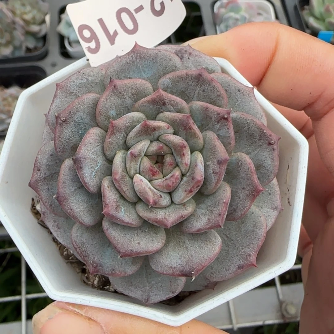 小卡拉米糖心一物一拍