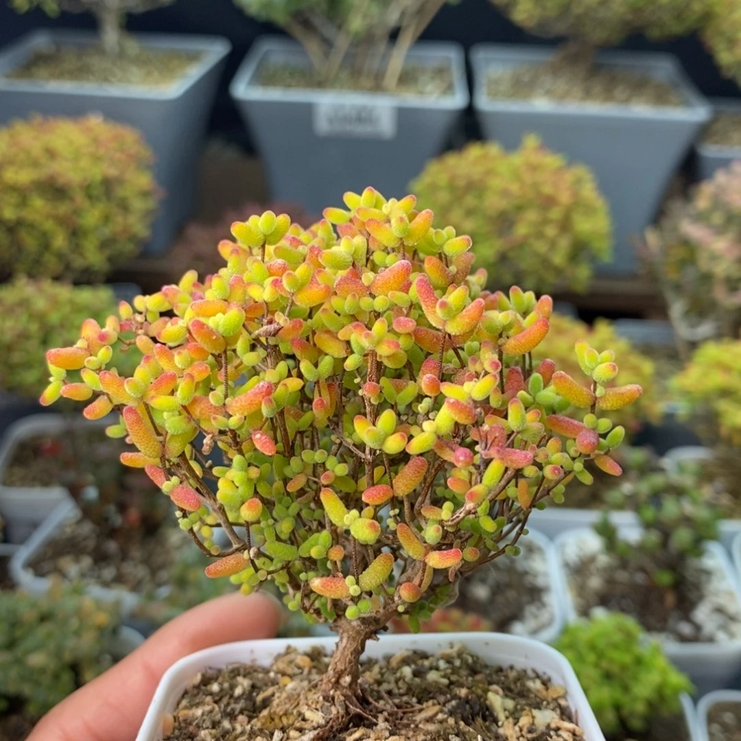 0498蜜橘糖球 。
