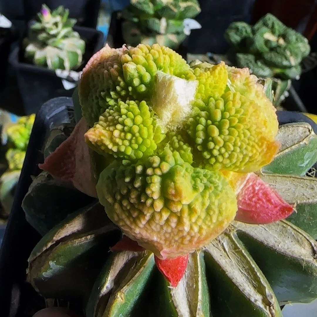 阿*z丸尤哥怒锦704仙人球