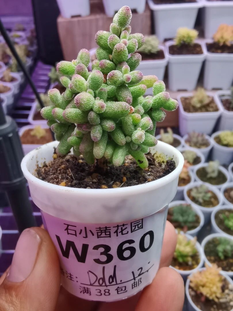 Ddd专拍多肉植物枝干番杏糖球白糊斑锦