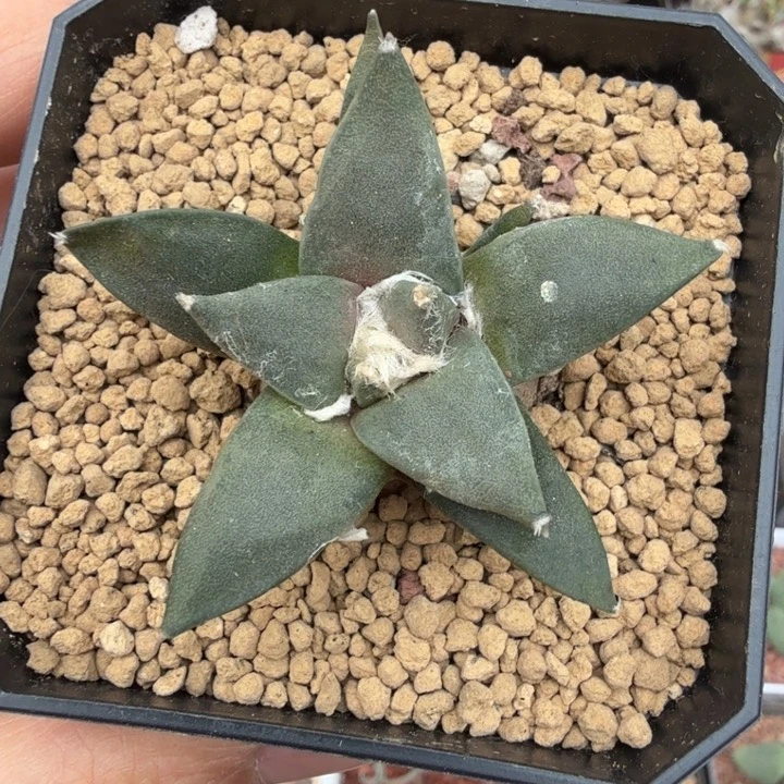 实生岩牡丹（满28包邮）