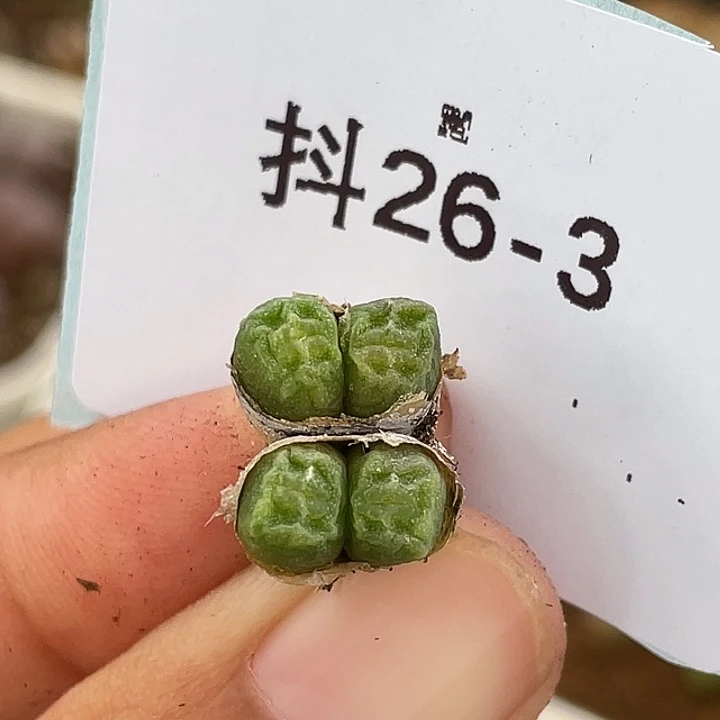 26-3烧麦多肉植物