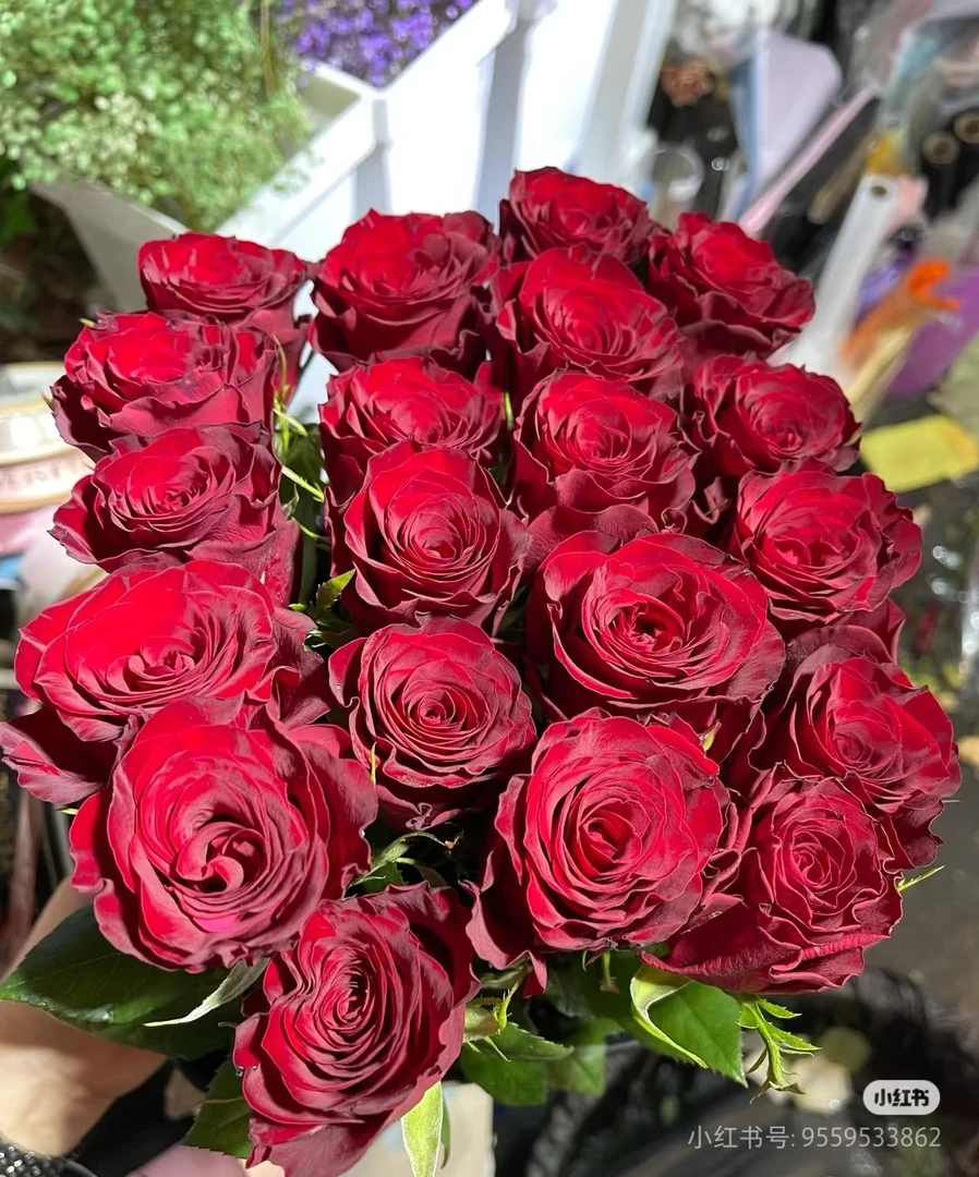 云南鲜花高原红2把