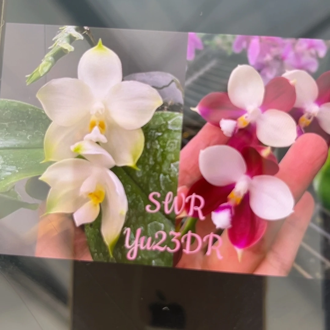 完全开放2.5寸弥陀紫莺交鱼鱼