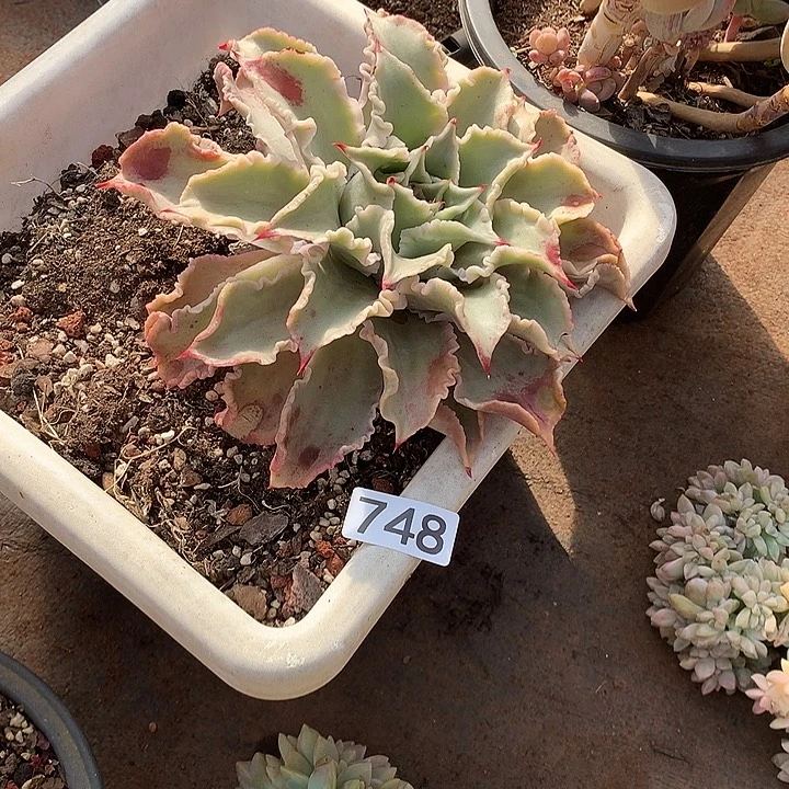 748饺子皮 一物一拍多肉