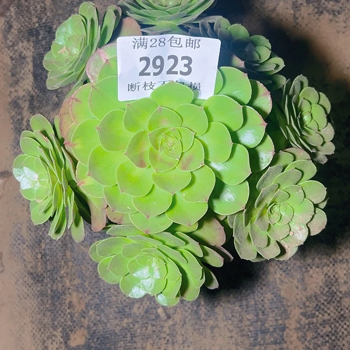 2923红心多肉植物保护