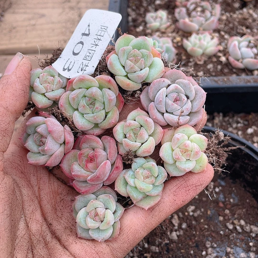多肉植物多肉植物403