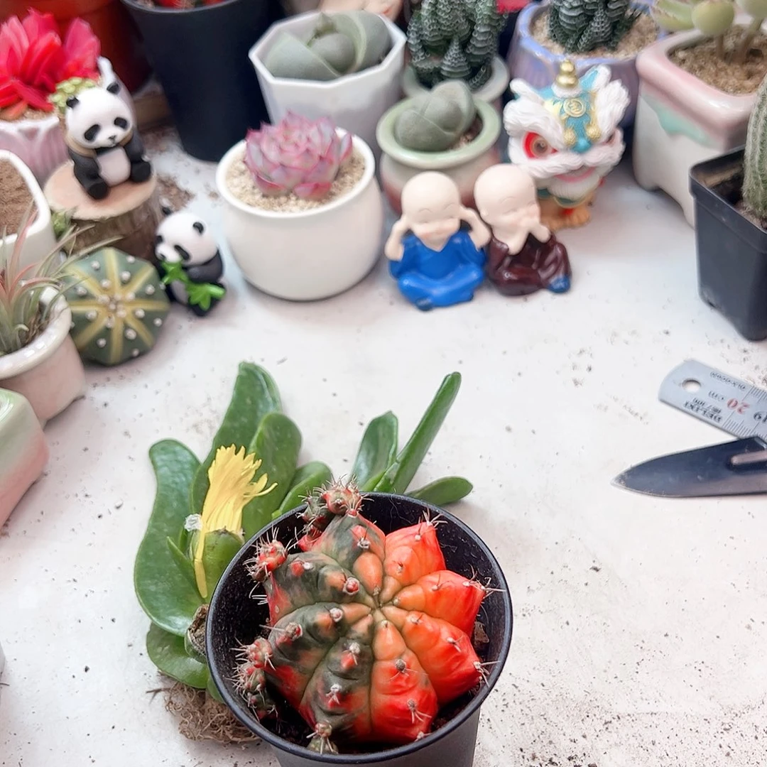 光辉牡丹金多肉植物