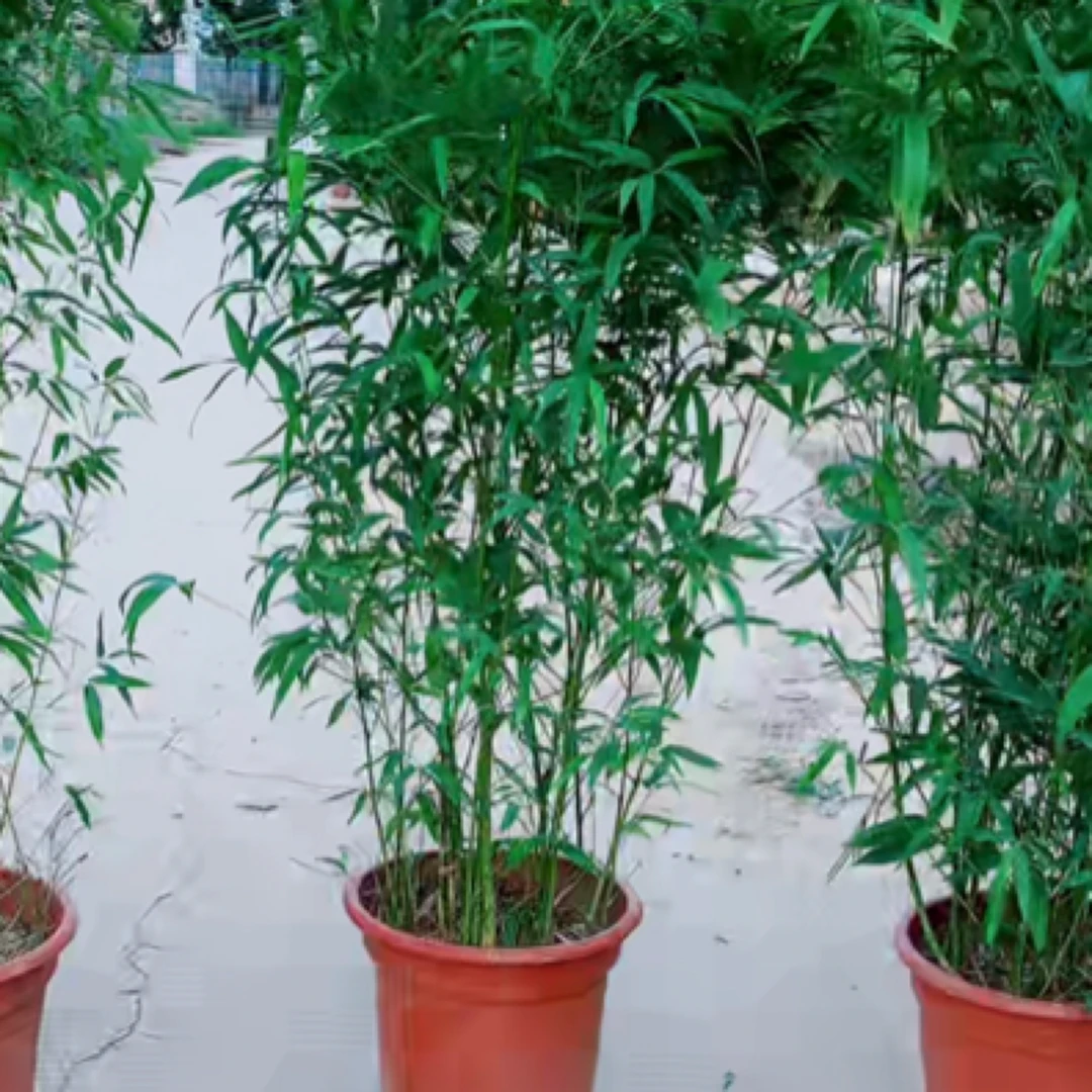 顺丰包邮庭院耐寒四季常绿盆栽冰翠竹罗汉竹紫竹金镶玉竹苗