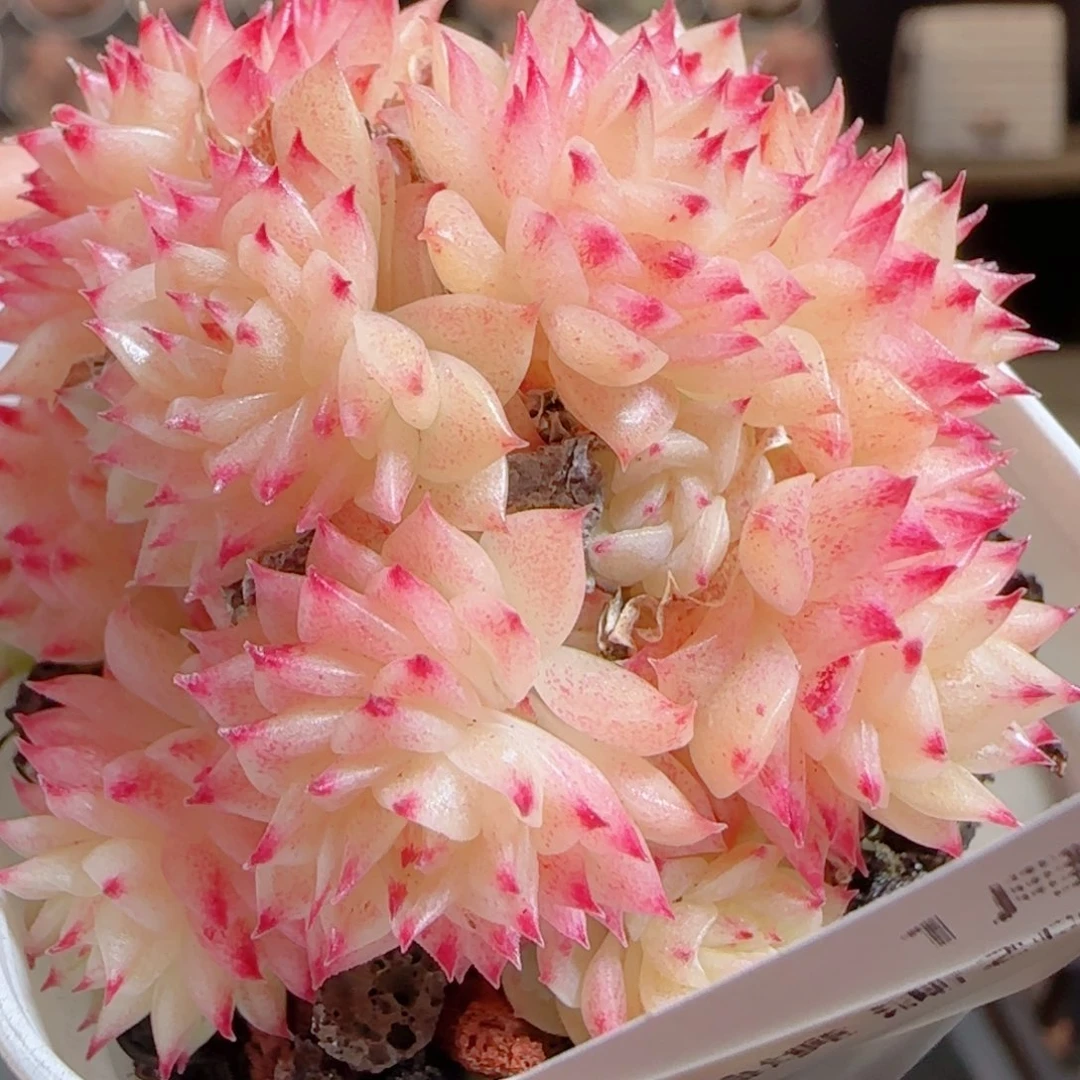 花语多肉0104-87散福利